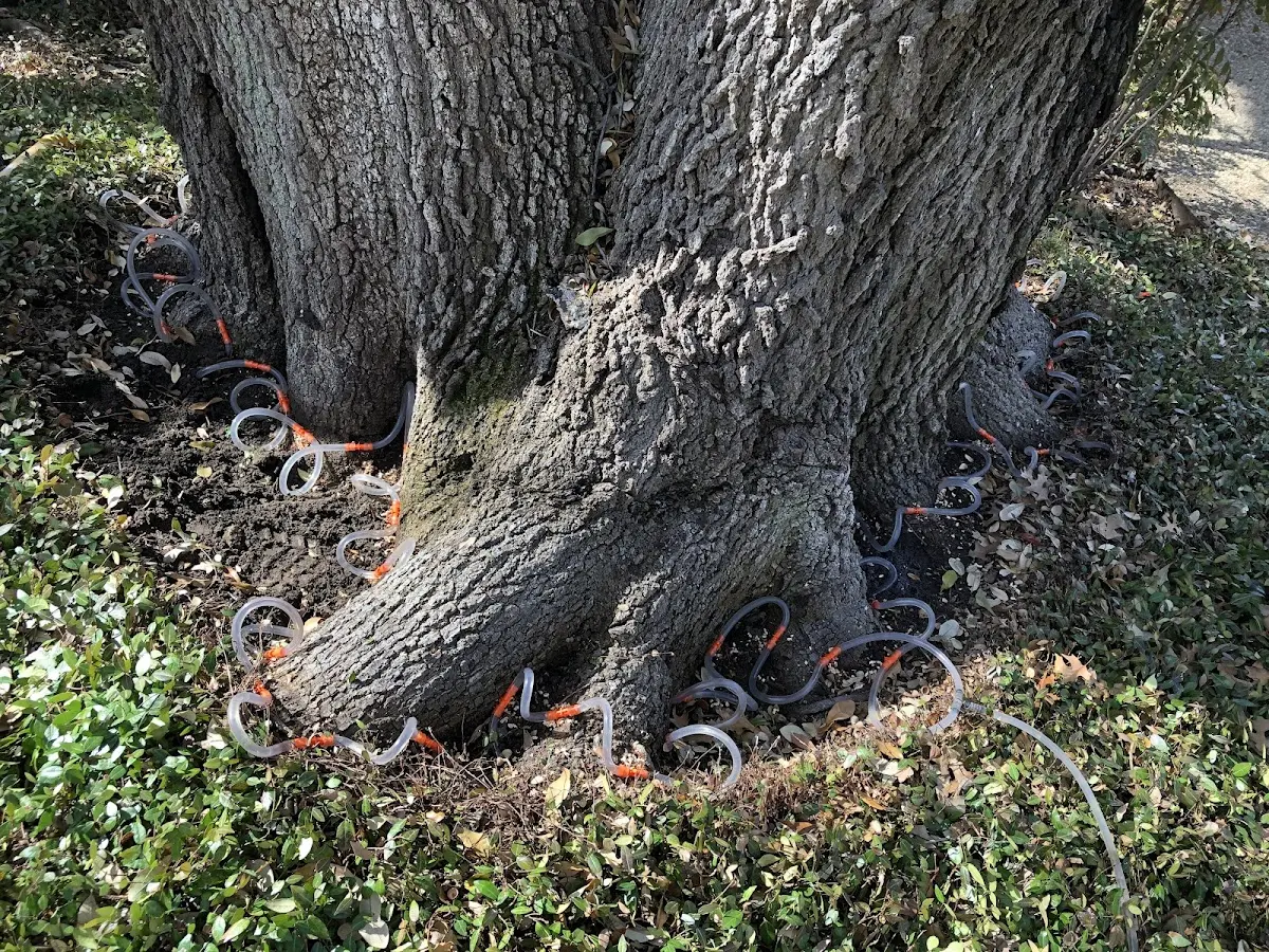 Detailed Tree Cabling and Bracing job site in Malcolm